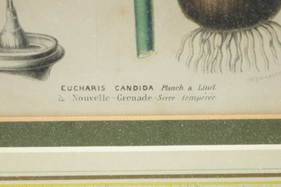 Lot 566 - TWO LATE 19TH CENTURY BOTANICAL PRINTS