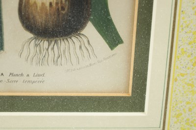 Lot 566 - TWO LATE 19TH CENTURY BOTANICAL PRINTS