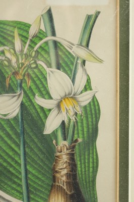 Lot 566 - TWO LATE 19TH CENTURY BOTANICAL PRINTS