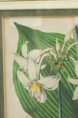 Lot 566 - TWO LATE 19TH CENTURY BOTANICAL PRINTS