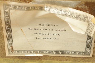 Lot 566 - TWO LATE 19TH CENTURY BOTANICAL PRINTS