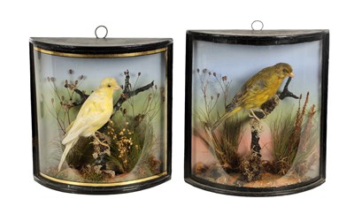 Lot 1055 - A MATCHED PAIR OF 19TH CENTURY TAXIDERMY OF SINGING BIRDS