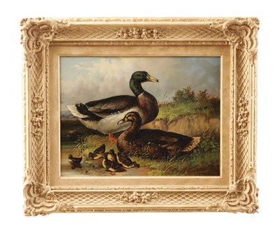 Lot 755 - E BARNES (BRITISH). A 19TH CENTURY OIL ON BOARD DEPICTING DUCKS