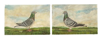 Lot 756 - A PAIR OF EARLY 20TH CENTURY RACING PIGEON PORTRAITS