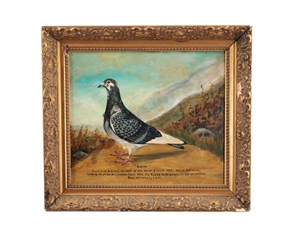 Lot 936 - AN EARLY 20TH CENTURY RACING PIGEON PORTRAIT
