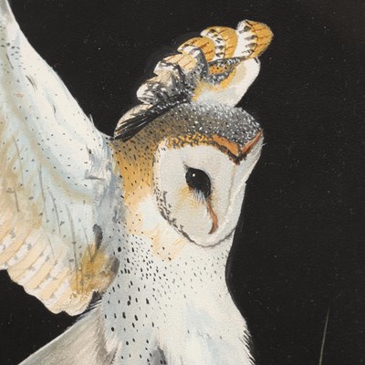 Lot JAMIE MEDLIN (BRITISH, B. 1970) A WATERCOLOUR OF A BARN OWL DATED 1987