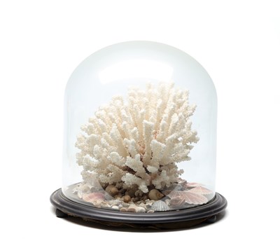 Lot AN EARLY 20TH CENTURY NATURAL WHITE REEF CORAL SPECIMEN PRESENTED IN A GLASS DOME